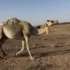 للبيع ضروبه