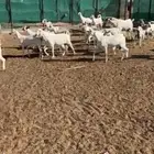 تيوس بيشيه مخصاه جذعان