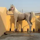 حصان شعبي