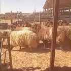 رخال جذعات جبره