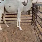 بكرة وضحا تمامية