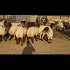 جذعات خصم الخصم وشرط الدفيع العدد 13