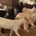 تيوس فلل الفل
