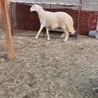 حريه صنف مقروعه وخرفان نعيم