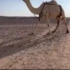 للبيع خلفه وضحا سنها ثنيه تحتها قعود كفو