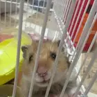هامستر للتبني برياض الخبراء