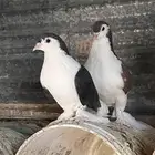 حمام للبيع زينه