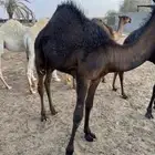 للبيع قعدان ثنين سمان واطيب من التصوير وتحت امهاتها
