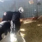 نجدي الرخال