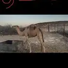 حشيان مفاريد
