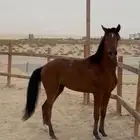 مهره واهو خيل