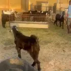 تيوس للبيع