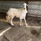 رخل جذعه سمين وطيبه وجبره