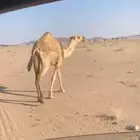بكرة للبيع