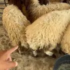 رخال ذبايح للبيع