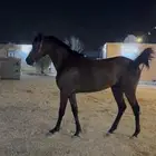 حصان شعبي كفوو توه صغير عمر والحصان طيب طيب