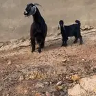 عنز عارضية