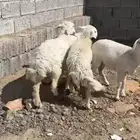 رخال ذبايح مقفله شحم