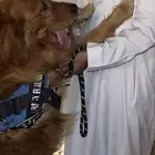 مدرب كلاب وسايل حية