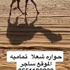 حواره شعلا تماميه طيبه