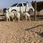 للبيع