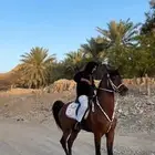 حصان واهو