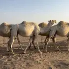 للبيع ناقه لقحه كفو عونيه لقحه ب ثانيها على حيسوني كفو