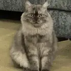 قط تبني ذكر