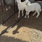 ذبايح حري لباني وجذع وبرابر مرابي