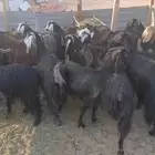 المزاحمية