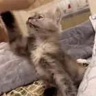 قطه انثى شيرازي للتبني