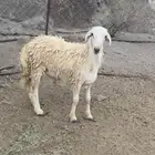 طلي سميان فل شحم ولحم