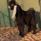 تيس فحل عارضي تممم البيييع