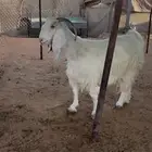 عنز رماح