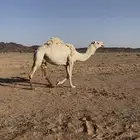 لقحه للبيع