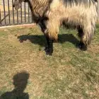 للبيع فحل خصصممم