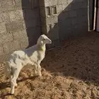 خروف عمره شهرين ونص حاله وسط