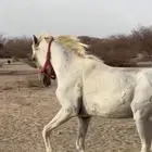 خيل