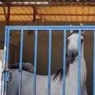 حصان واهو للبيع