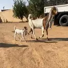 عنز هولنديه نادره