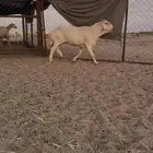 القاعه
