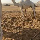 ابل