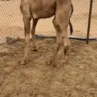 قعود كفوو للبيع رقم الجوآل
