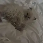 كيتن هملايا للبيع