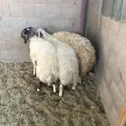 نعيم كفو مقفللل