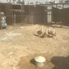 حمام عادي