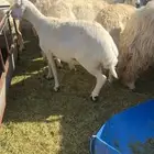 الغنم حريات العدد 26 فيه مواليد 3 معهن 4 والباقي دفيع قريب