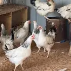 للبيع دجاج فرنسي بياض وعرق نظيف