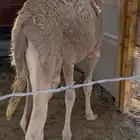 قعود قصب