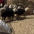 ذبايح نجدي فل نظيف